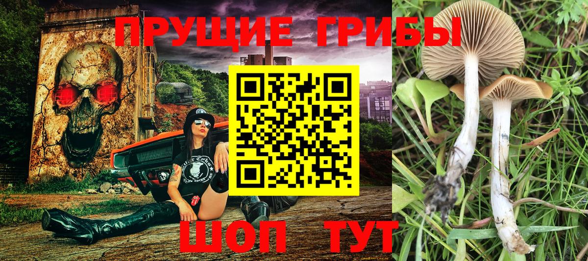 Псилоцибиновые грибы Psilocybe Армавир